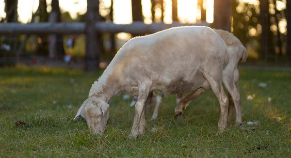 Two Katahdin Sheep Ewes Eating Spring Green Grass Sun Going — Stock Photo, Image