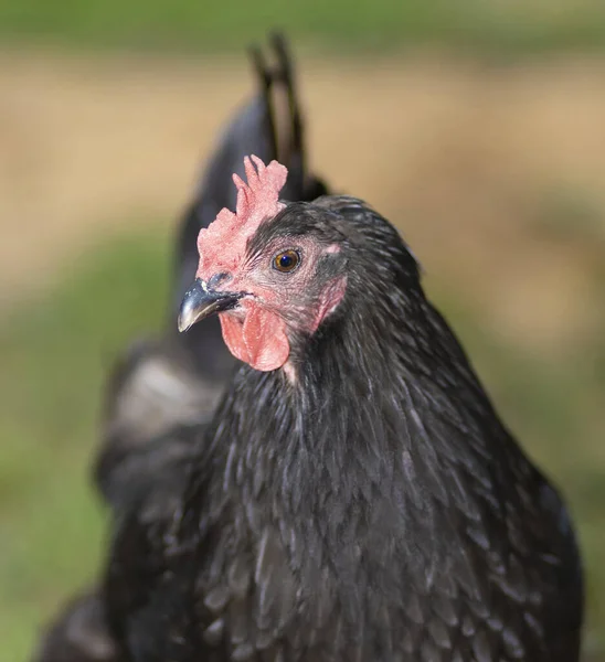 Μαύρο Κοτόπουλο Australorp Που Φαίνεται Θυμωμένος Στο Σηκωθεί Τόσο Νωρίς — Φωτογραφία Αρχείου