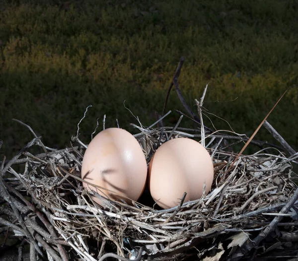 Dusk Hitting Pasture Two Chicken Eggs Small Nest — Stock Photo, Image