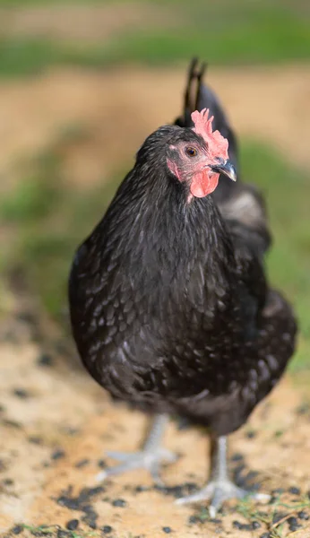 Ελεύθερη Σειρά Australorp Κοτόπουλο Χέρι Μαύρα Φτερά Στέκεται Ένα Πεδίο — Φωτογραφία Αρχείου