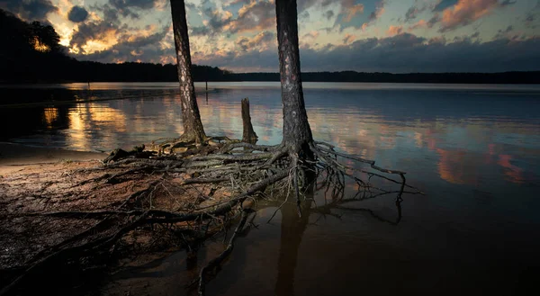 Puesta Sol Con Árboles Raíces Expuestas Lago Jordan Carolina Del —  Fotos de Stock