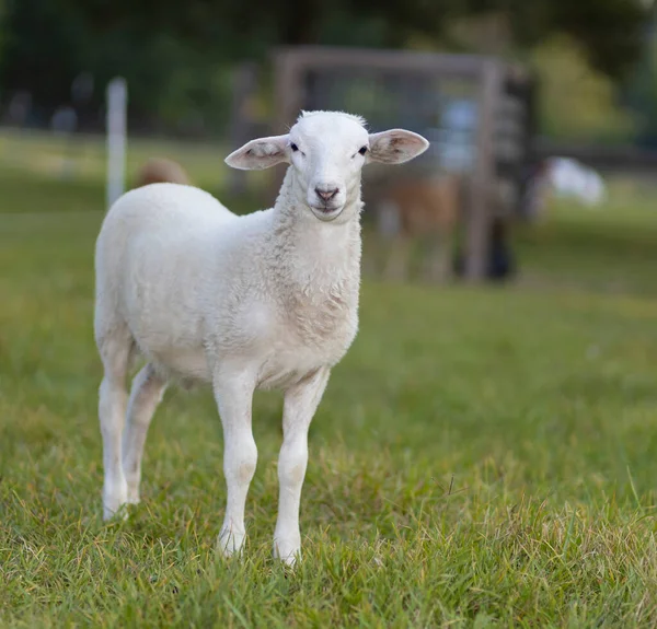 日中遅くに緑の牧草地に立っている古い白いカターディン羊の子羊 — ストック写真