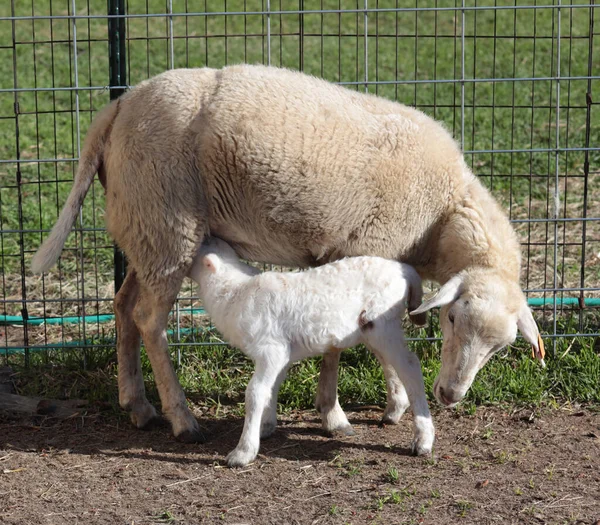 Nursing Lamb Katahdin Sheep Ewe Its Protective Enclosure — Stock Photo, Image