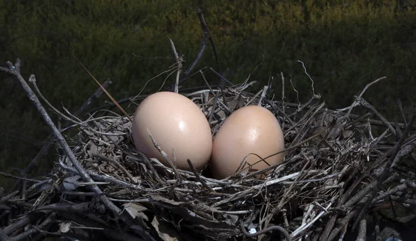 Two Nest Eggs Snuggled Nest Green Pasture — Stock Photo, Image