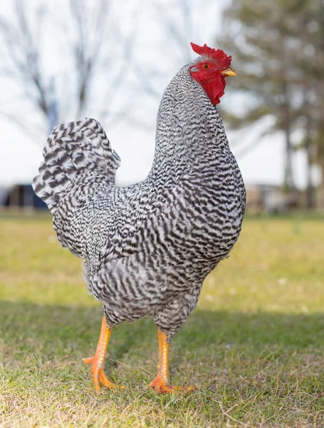 骄傲的公鸡 是多米尼奇品种的鸡 — 图库照片