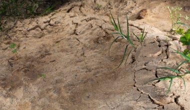 Kumu yukarı iten tarla farelerinin yaptığı tünel sistemi.
