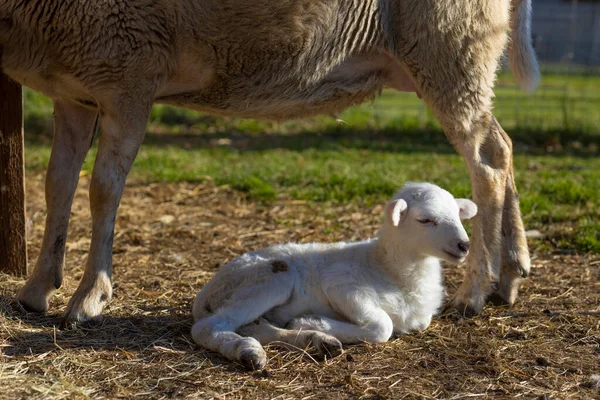 Küçük Beyaz Koyun Annesinin Ayaklarının Dibinde Dinleniyor — Stok fotoğraf