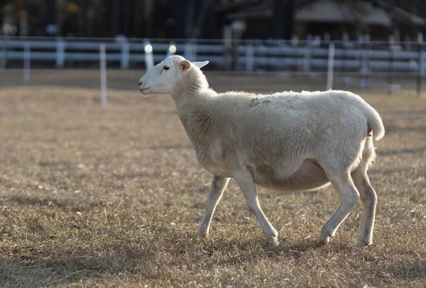 Катадін Вівці Вівці Ходять Трав Янистому Полі Перед Заходом Сонця — стокове фото