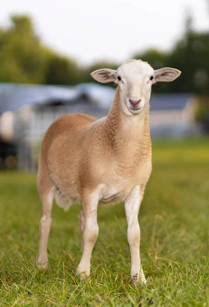 Ταμπά Και Καφέ Χρώμα Katahdin Αρνί Πρόβατα Ποζάρουν Ένα Πράσινο — Φωτογραφία Αρχείου