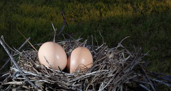 Two Chicken Eggs Nest Dusk Field — Stock Photo, Image