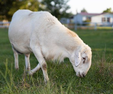 Tam gelişmiş Katahdin koyun koçu Kuzey Carolina 'da ot yemek için geziniyor.