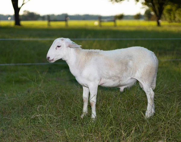 Young Katahdin Sheep Ram Grassy Field North Carolina — Stock Photo, Image