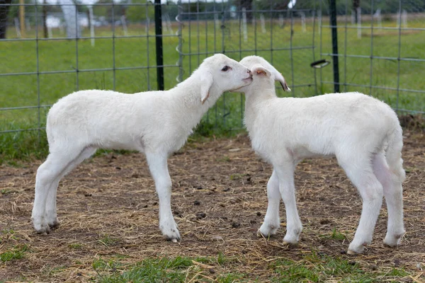 Kiz Beyaz Katahdin Koyunları Birbirlerine Sırlar Fısıldıyor Gibi Görünüyorlar — Stok fotoğraf