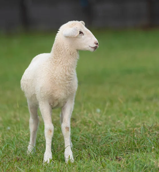 卡达丁羊 白色的 有完美的多毛特征 站在草地上 — 图库照片