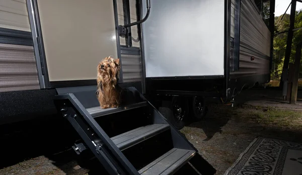 Dog ready to get into the travel trailer before dusk