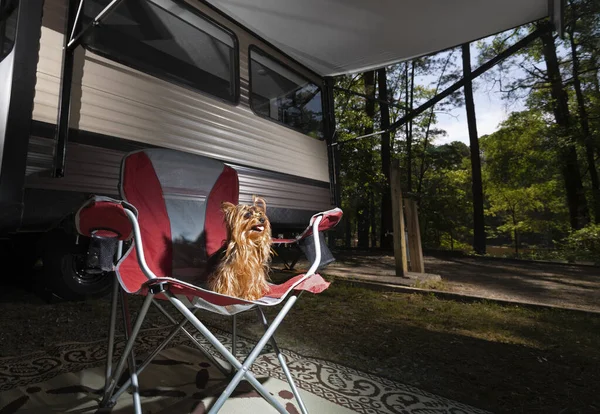 Yorkshire Terrier Esperando Pacientemente Acampamento Sob Toldo Trailer Acampamento — Fotografia de Stock