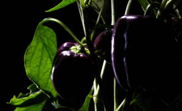 Фіолетовий Болгарський Перець Рослині Готовий Збору Темним Фоном — стокове фото