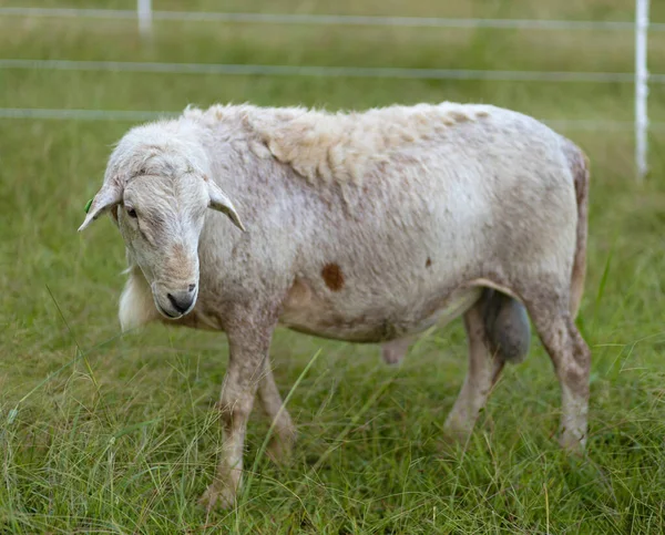 Πρόβατα Κριάρι Που Βόσκουν Σπάνια Λευκή Περίφραξη Ένα Πράσινο Paddock — Φωτογραφία Αρχείου