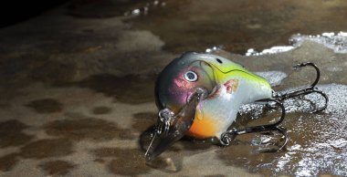 Islak bir kayanın üzerindeki balık yemi