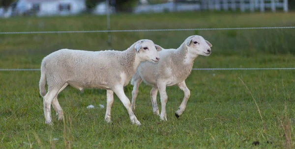 Dwie Owcze Jagnięta Katahdin Spacerujące Ogrodzeniu Zielonym Pastwisku — Zdjęcie stockowe
