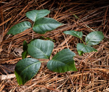 Zehirli sarmaşık bitkileri orman zemininde çam iğnelerinden oluşan kalın bir halının arasında büyür..