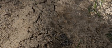 Bir tarla faresi tünelini inşa ederken yukarı itilen kum yığını