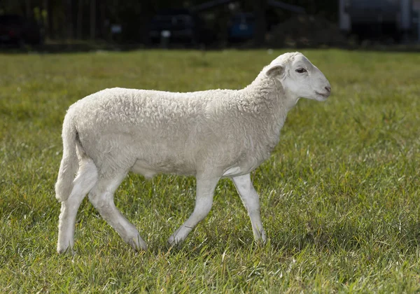 Biała Owca Katahdin Przechadzająca Się Zielonym Pastwisku — Zdjęcie stockowe