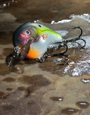 Islak bir taşın üzerindeki balık yemi