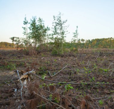 Hasara neden olan küçük bir grup genç ağaç bırakan kerestecilerin açık kesim sonuçları.