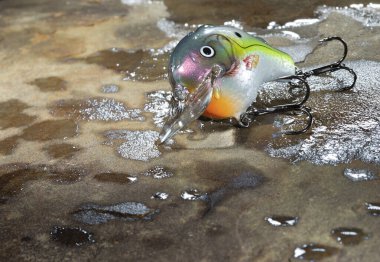 Parlak renkli krank yemi Islak ve kayanın üzerinde