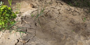 Fareler tünelleri kazdığında kumda büyük bir tümsek oluştu.