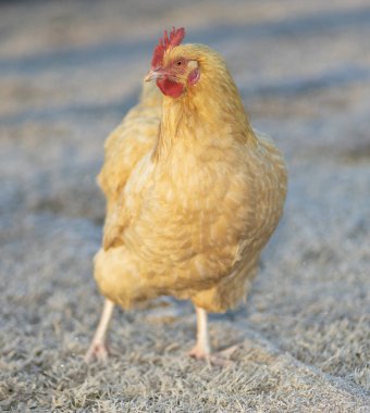 Bir tarlada buz serbest gezen bir Orpington tavuğu yürüyor. Onun sevemeyeceği kadar soğuk görünüyor..