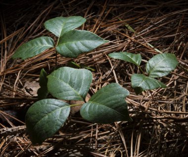 Zehirli sarmaşıklarla kaplı, çam iğnelerinden oluşan bir halıyla kaplı karanlık ormanlık..