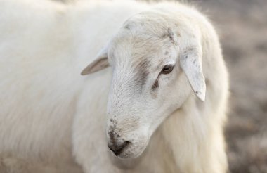Kuzey Carolina 'da otlayan organik bir çiftliğin parçası olan Katahdin koyun koçunun yakından fotoğrafı..