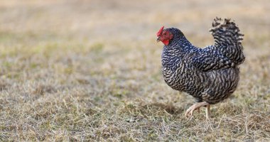 Dominique pilici, Kuzey Carolina 'nın kırsal kesiminde, Raeford şehrinin yakınlarında bir çayırda yürüyor..