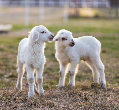 Kuzey Carolina 'da otlak bir otlakta iki Katahdin koyun kuzusu.. 