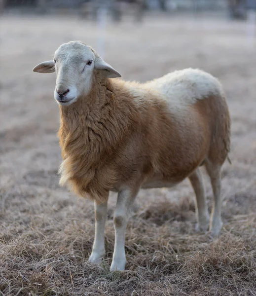 stock image Katahdin sheep ram that's part of a rotational grazing farm in North Carolina with a reddish brown coat of hair.