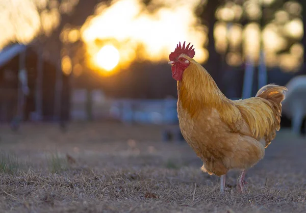 Sun coming up behind the trees with a buff Orpington chicken rooster walking on a grassy field in the foreground.