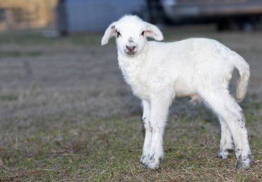 Koyun Katahdin kuzusu. Sadece iki günlük ve beyaz renkli. Kuzey Carolina 'nın kırsal kesiminde, Raeford yakınlarında bir çayırda duruyor..  