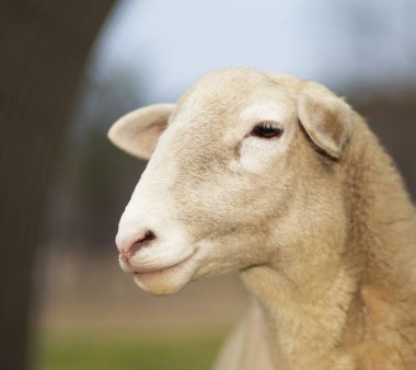 Kuzey Carolina 'da yeşil bir çayırda dişi Katahdin koyun kafasından vurulmuş..