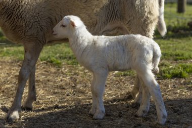 Beyaz Katahdin koyun kuzusu annenin yanında duruyor.