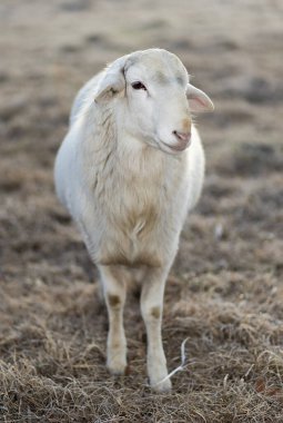 Kuzey Carolina 'da otlayan bir çiftlikteki kış otlağında genç Katahdin' in koyun koçu.. 