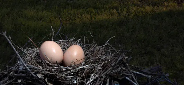 Sunrise just starting with a pair of chicken eggs in a nest