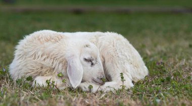 Kuzey Carolina 'da Raeford yakınlarındaki bir organik çiftlikteki otlakta uyuyan beyaz, kahverengi ipuçları taşıyan Katahdin koyunu kuzusu..