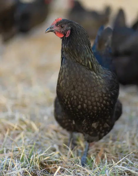 무료로 목초지에 걷고있는 빛나는 오스테로프 닭고기 스톡 이미지