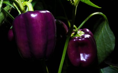 Mor biberler küçük bir bahçede toplanmaya hazır.