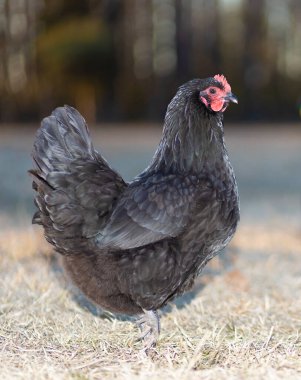 Australorp tavuğu, kışın çimenli bir tarlada poz veriyormuş gibi görünüyor..