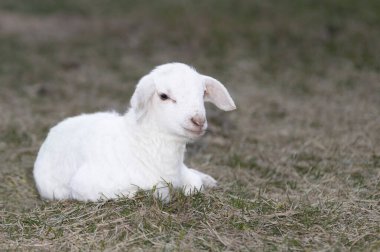 Çaresiz, genç, Katahdin koyun kuzusu. Çimenli bir çayırda yatan beyaz koyun..