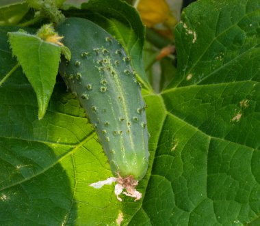 Hâlâ bitkilerinde yetişen salatalık turşusu için..
