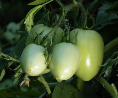 Yeşil İtalyan domatesleri hala yeşil ve bitkinin üzerinde büyüyorlar..